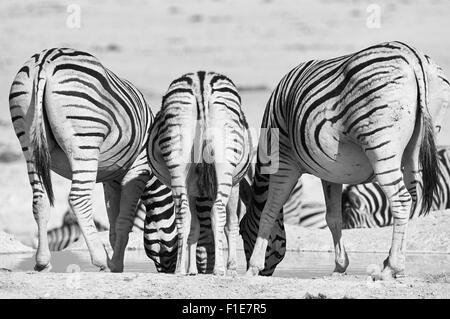 Drei Zebras von hinten fotografiert, während sie, in schwarz und weiß trinken Stockfoto