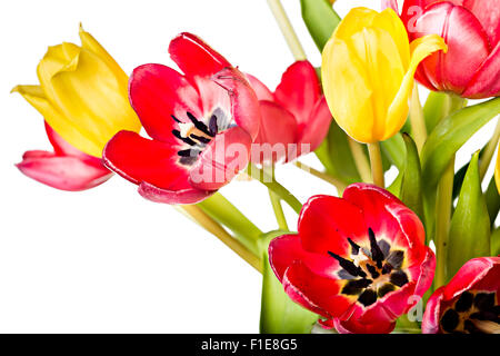 Frische Tulpen Blumen in einem bunten Frühlingsstrauß, isoliert auf weißem Hintergrund Stockfoto