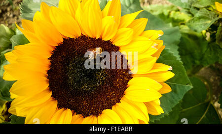 Biene auf Sonnenblume, sammeln von Pollen, Ansicht von oben Stockfoto