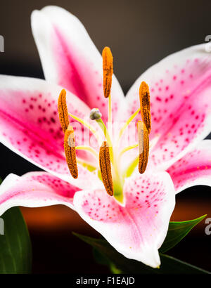 Nahaufnahme des einzigen rosa Tiger-Lilie Blume in voller Blüte Stockfoto