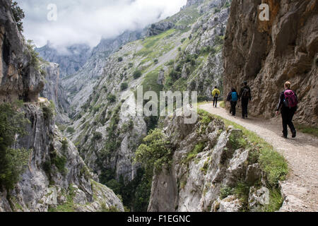 Wanderer auf den Weg durch die Schlucht kümmert sich in der Nähe von Poncebos im Nationalpark Picos de Europa Stockfoto