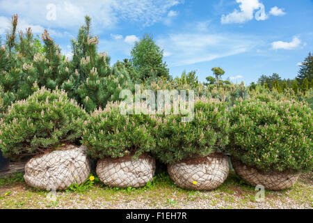 Kiefer mit eingewickelt Wurzeln auf Baumschule Farm Stockfoto