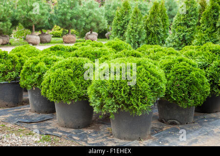 Zypressen Pflanzen in Töpfen auf Tree Farm Stockfoto