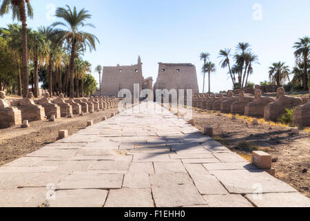 Luxor-Tempel, Theben, Ägypten, Afrika Stockfoto