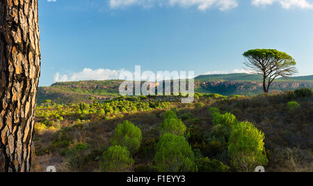 Kiefer-Wald von Rouët und Palayson und felsigen Berg, in der Nähe von Le Muy in der Provence, Frankreich Stockfoto