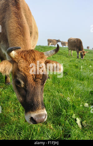 Jersey-Kuh auf der Weide auf einem Bauernhof Westküste, Neuseeland Stockfoto