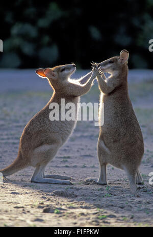 AGILE WALLABIES (MACROPUS AGILIS) BOXEN, STRADBROKE ISLAND, MORETON BAY, QUEENSLAND'S GOLD COAST, AUSTRALIEN. Stockfoto