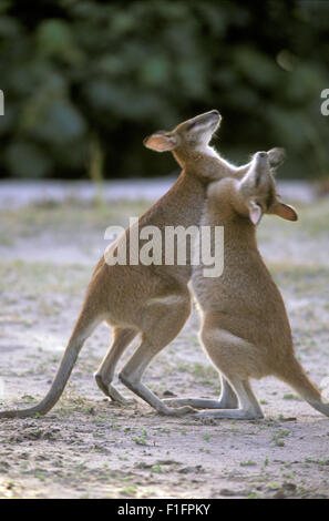 AGILE WALLABIES (MACROPUS AGILIS) BOXEN, STRADBROKE ISLAND, MORETON BAY, QUEENSLAND'S GOLD COAST, AUSTRALIEN. Stockfoto