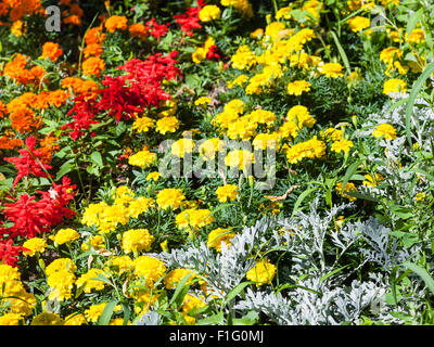 gelb, orange, rot Dianthus Blumen im Garten am grünen Beet im Sommer Stockfoto