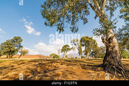 Ansicht der Drakensberge in der Nähe von Underberg mit großen Eukalyptus-Baum im Vordergrund Stockfoto