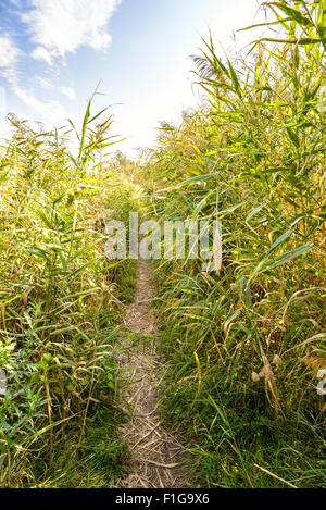 Path through the Typha Latifolia reeds close to the lake under a cloudy summer sky Stockfoto