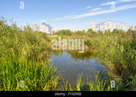 Ein Teich, umgeben von Typha Latifolia Schilf unter einem blauen und bewölkten Himmel. Weiße Gebäude erscheinen im Hintergrund Stockfoto