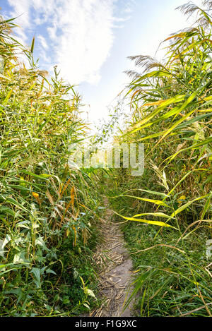 Path through the Typha Latifolia reeds close to the lake under a cloudy summer sky Stockfoto