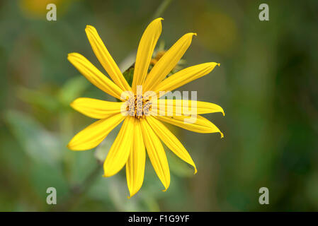 Gelb Helianthus Tuberosus oder Topinambur Blume wächst in der Nähe des Sees Stockfoto