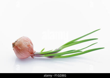 sprießen kleine rote Schalotten auf weißem Hintergrund Stockfoto