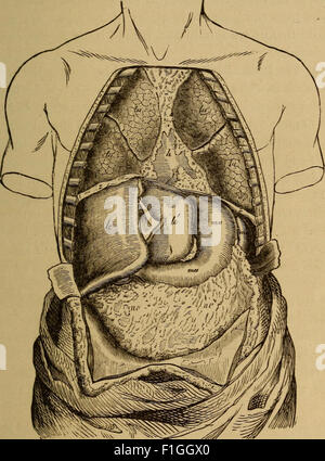 Der menschliche Körper. Ein Anfänger-Lehrbuch der Anatomie, Physiologie und Hygiene (1884) Stockfoto