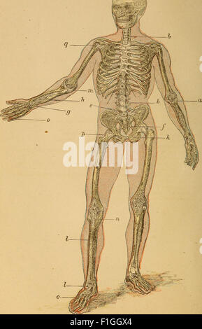 Der menschliche Körper. Ein Anfänger-Lehrbuch der Anatomie, Physiologie und Hygiene (1884) Stockfoto