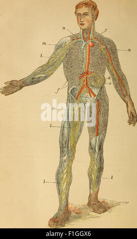 Der menschliche Körper. Ein Anfänger-Lehrbuch der Anatomie, Physiologie und Hygiene (1884) Stockfoto