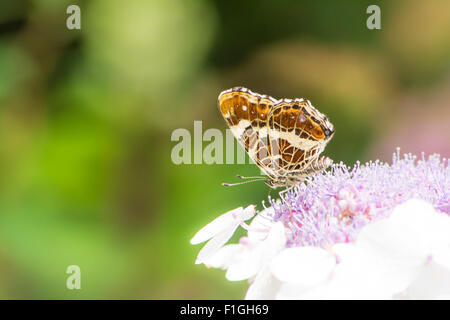 Makroaufnahme einer Karte Schmetterling (Araschnia Levana) auf einer Blume lila Hortensie Stockfoto