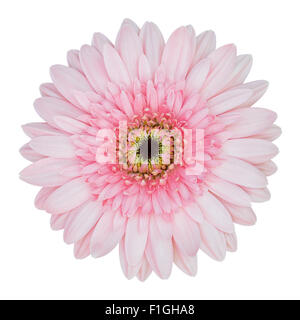 Rosa Gerbera Blume isoliert auf weiss mit Beschneidungspfad Stockfoto