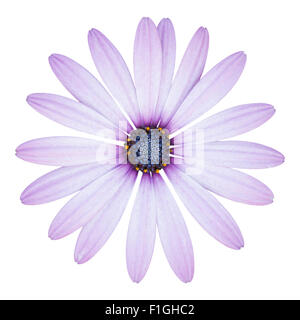 blaue Osteospermum Daisy Blume isoliert auf weiss mit Beschneidungspfad Stockfoto