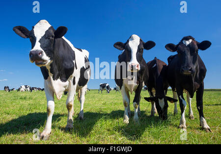 Kühe auf dem grünen Rasen mit blauem Himmel Stockfoto