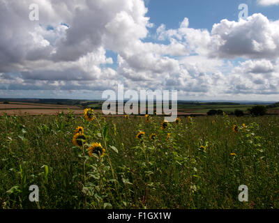Sonnenblumen wachsen wild in einem Feld mit Blick über die Landschaft von Dorset, UK Stockfoto