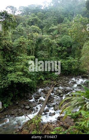 Costa Rica, Zentralamerika, Ansicht des Braulio Carrillo National Park. Dschungel, Wald, Regenwald, Naturschutz, Fluss Stockfoto