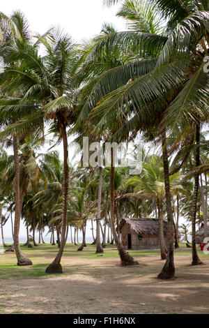 Isla Aguja, Archipel San Blas Inseln, Panama, Mittelamerika. Blick auf Kokospalmen am weißen Sandstrand Stockfoto