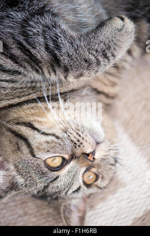 Britisch Kurzhaarkatze liegend auf Teppich wegsehen. Stockfoto