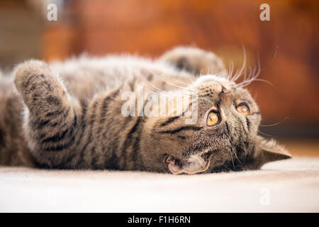 Britisch Kurzhaarkatze liegend auf Teppich nachschlagen. Stockfoto