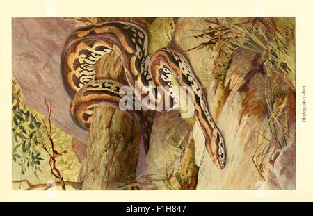 „Brehms Tierleben“ ist ein zoologisches Werk aus dem 19. Jahrhundert, das detaillierte Illustrationen enthält, wie die berühmte Platte der Madagaskar-Boa. Es bietet eine umfassende Untersuchung von Tierarten und Verhaltensweisen, die zum Verständnis der natürlichen Welt beitragen. Das Werk ist Teil der Sammlung der Harvard University MCZ und der Ernst Mayr Library. Stockfoto