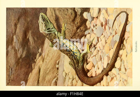 Eine Illustration aus 'Brehms Tierleben' mit der Perleidechse, einem Tier aus den zoologischen Studien des deutschen Biologen Alfred Brehm aus dem 19. Jahrhundert. Die Arbeit konzentriert sich auf Tierverhalten und Artendokumentation. Stockfoto