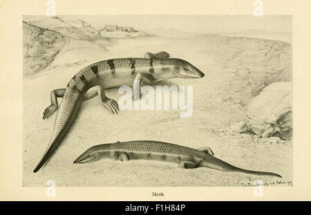 Eine Vintage-Illustration aus „Brehms Tierleben“, die einen Stinktier zeigt. Die Arbeit, die an der Harvard University untergebracht ist, ist eine frühe Studie über Tierverhalten und Zoologie. Stockfoto