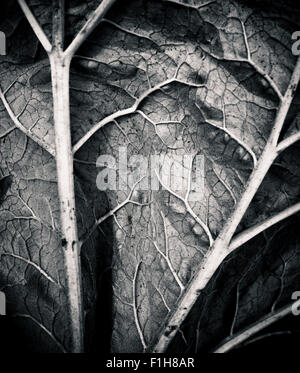 Abstrakte Natur Form in schwarz / weiß, Nahaufnahme des Blattes. Stockfoto