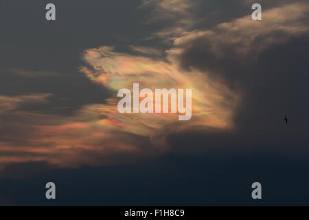 Optisches Phänomen - Circumhorizontaler Bogen ist ein optisches Phänomen von Eishalos. Auch Iridescence oder nacreöse Wolken und Feuer- oder Sonnenhund genannt. Stockfoto