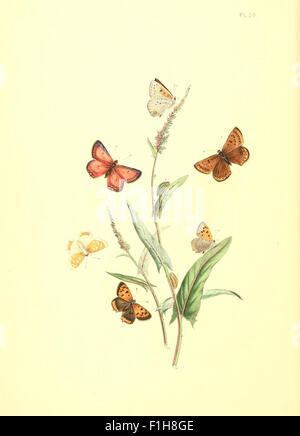 Eine Illustration aus „British Butterflies and their Transformations“, die den Lebenszyklus und die Klassifizierung britischer Schmetterlinge zeigt. Das Werk zeigt detaillierte Darstellungen verschiedener Arten und ihrer Metamorphose, die in den Bibliotheken der Smithsonian Institution untergebracht sind. Stockfoto