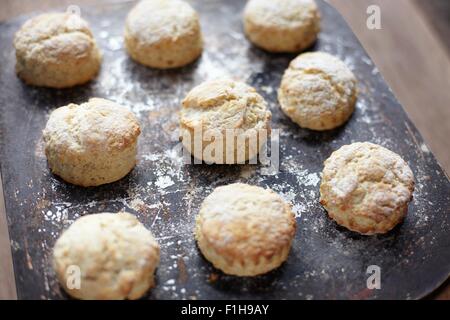 Neun frisch gebackene Scones auf Backblech Stockfoto