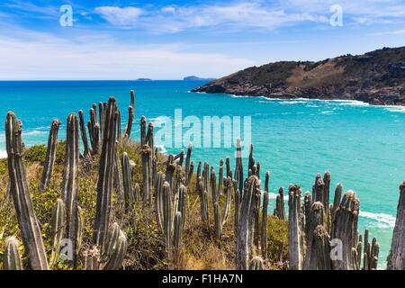 Blick auf Kakteen und Küste bei Boca da Barra, Buzios, Rio De Janeiro, Brasilien Stockfoto