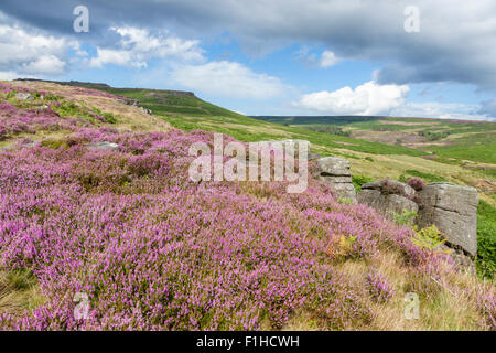 Heather auf Moorland in der englischen Landschaft. Hathersage Moor, Derbyshire Yorkshire Grenze, Peak District, England, Großbritannien Stockfoto