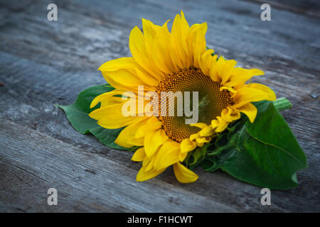 Sonnenblume auf Holztisch, selektiven Fokus Stockfoto