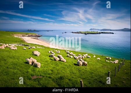 Schafbeweidung auf Hügel, Blasket Inseln, County Kerry, Irland Stockfoto