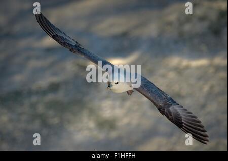 Fulmar im Flug Stockfoto