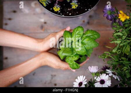 Erhöhte Ansicht von Händen mit Basilikum Pflanze Stockfoto