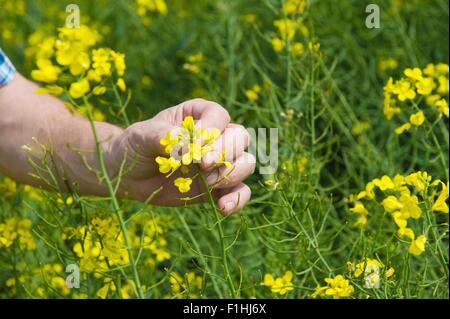 Nahaufnahme eines männlichen Bauern Hand untersuchen gelbe Blume Ackersenf-Anlage Stockfoto