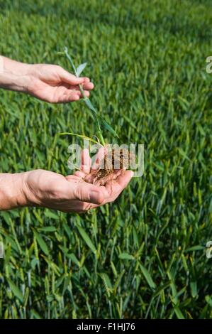 Männlichen Bauern Hände Prüfung grünen Weizen Pflanzen und Wurzeln im Feld Stockfoto