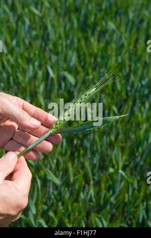 Nahaufnahme eines männlichen Bauern Händen grüne Ähre im Feld prüfen Stockfoto