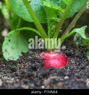 Reife rote Radieschen in den Garten, Nahaufnahme Stockfoto