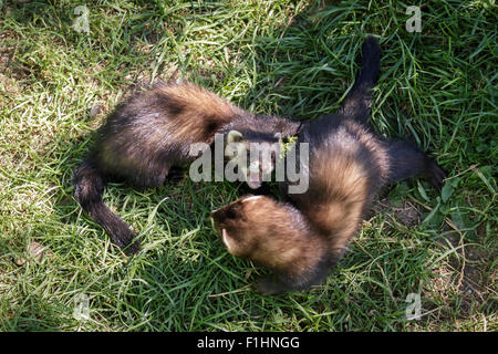 Juvenile Europäische Polecats (Mustela Putorius) spielen Stockfoto