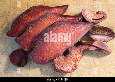 Abschnitt von Pilz Leber Fistel Nadeln oder Beefsteak Pilz auch Ochsenzunge (Fistulina Hepatica) Stockfoto